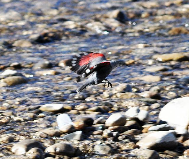 wallcreeper flying